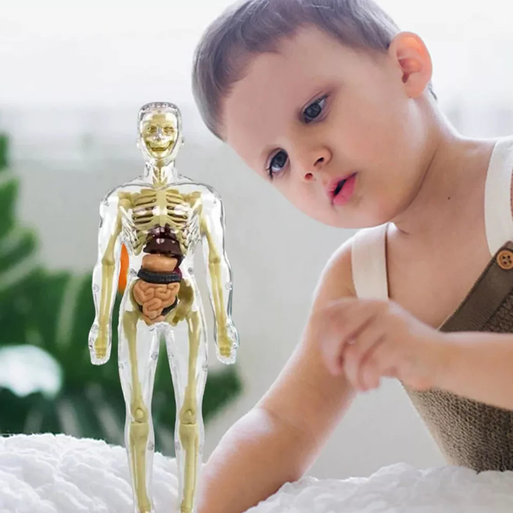 3D Human Body Anatomy Model for Kids – Interactive Torso Skeleton Educational Toy for Science Learning, Ages 8+, School & Home STEM Gift