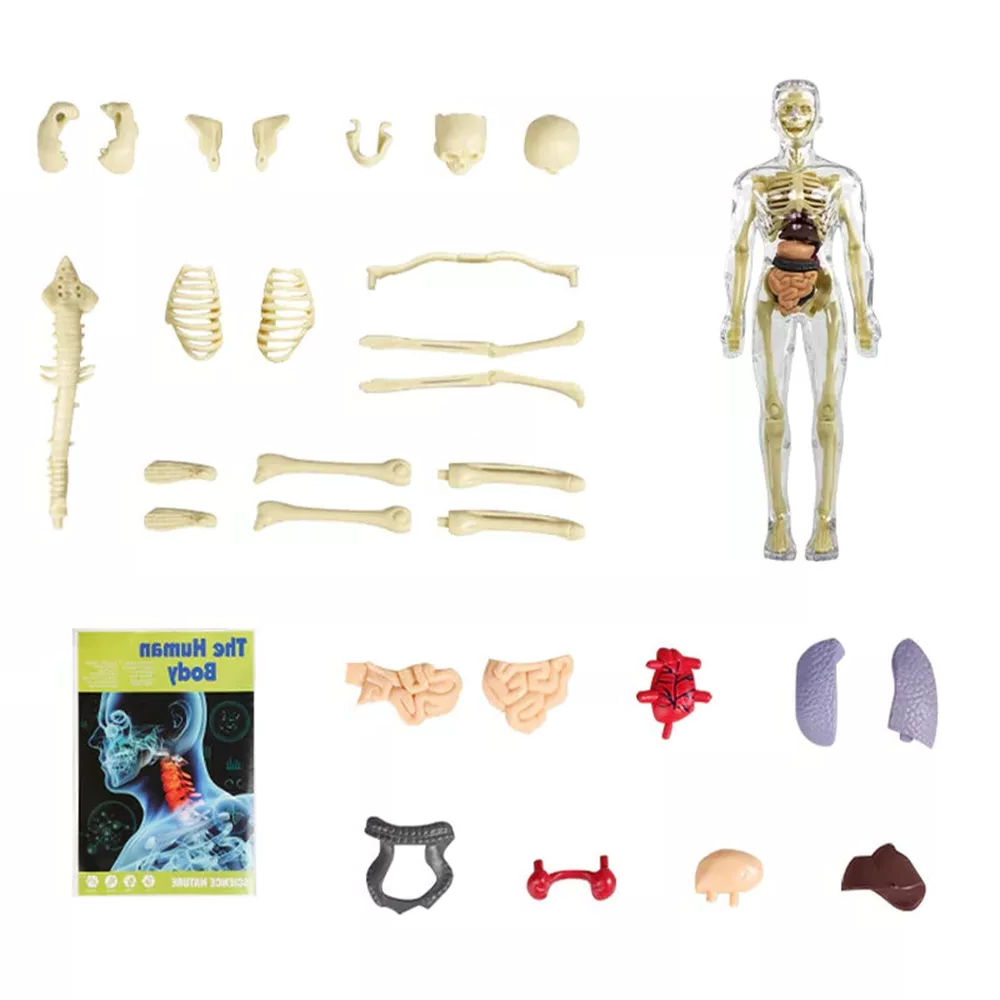 3D Human Body Anatomy Model for Kids – Interactive Torso Skeleton Educational Toy for Science Learning, Ages 8+, School & Home STEM Gift
