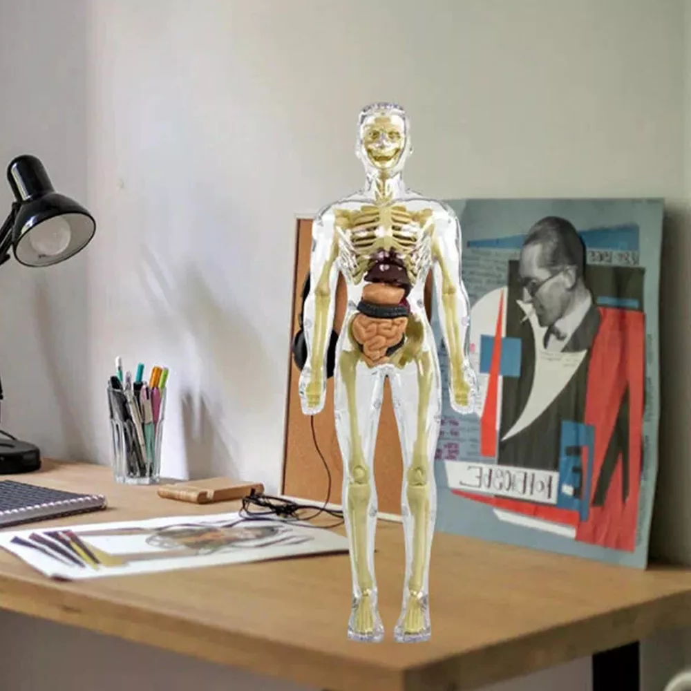 3D Human Body Anatomy Model for Kids – Interactive Torso Skeleton Educational Toy for Science Learning, Ages 8+, School & Home STEM Gift