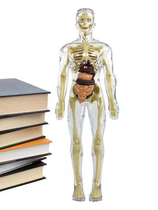 3D Human Body Anatomy Model for Kids – Interactive Torso Skeleton Educational Toy for Science Learning, Ages 8+, School & Home STEM Gift